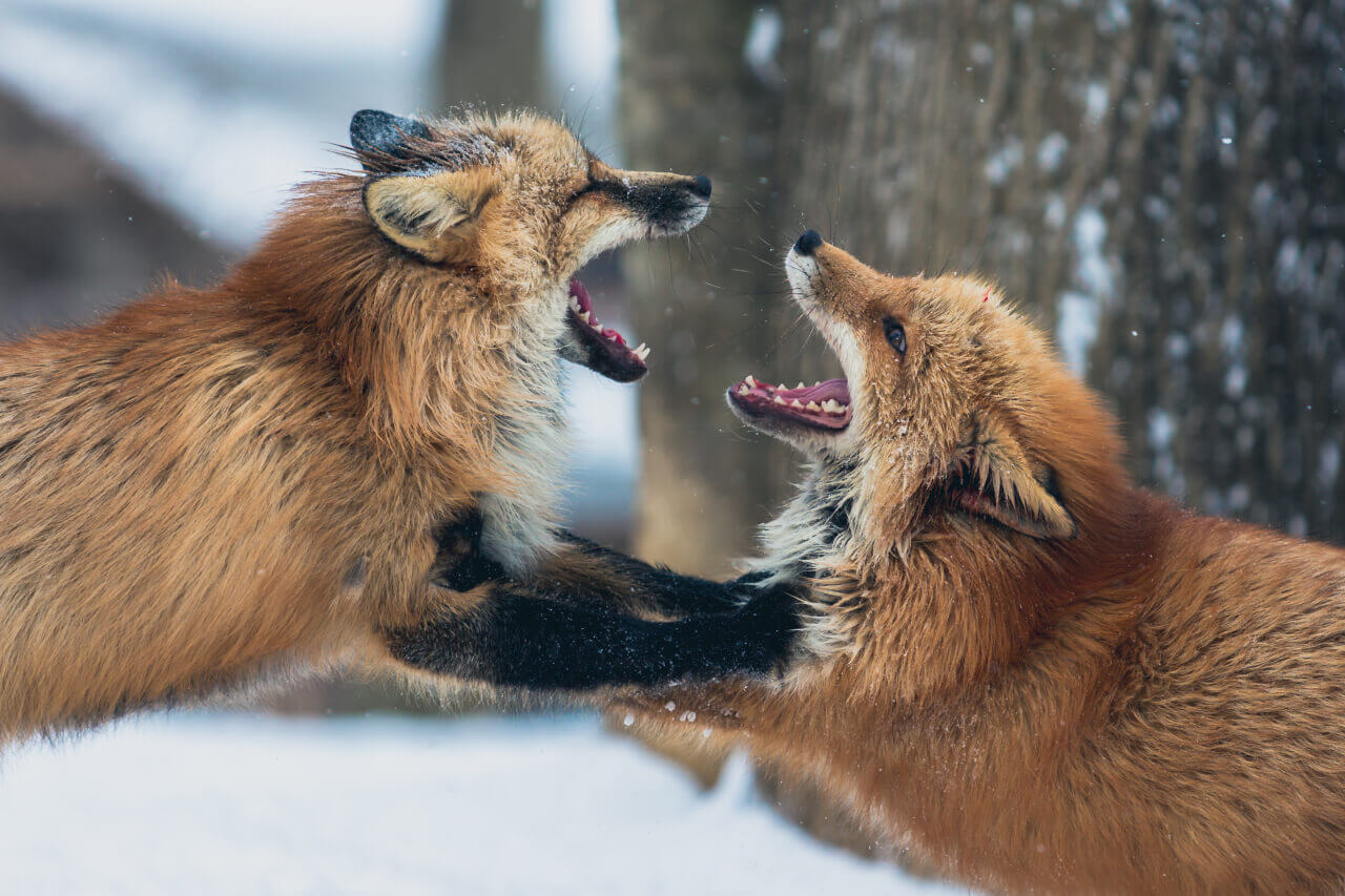 wildlife-02